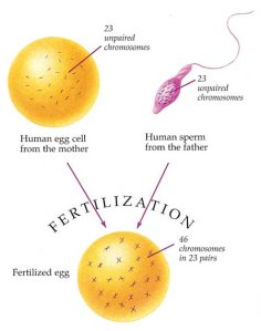 fertilization_diagram_simple